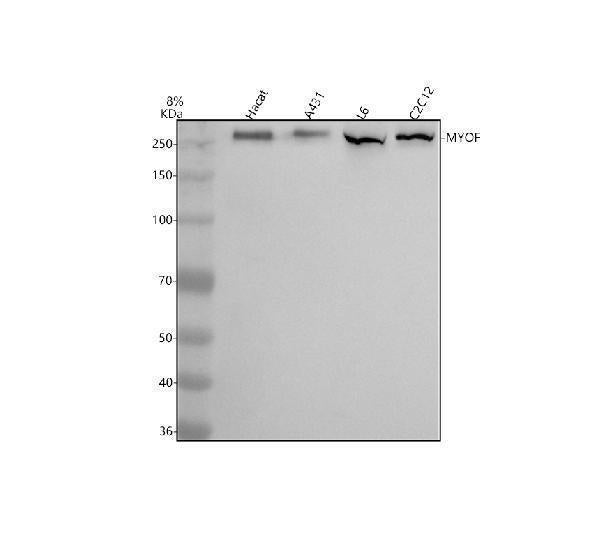 Anti-MYOF Antibody Picoband® Boster Bio