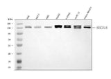 Anti-SEC31A Antibody Picoband® Boster Bio
