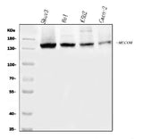 Anti-EVI1/MECOM Antibody Picoband® Boster Bio