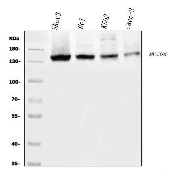 Anti-EVI1/MECOM Antibody Picoband® Boster Bio