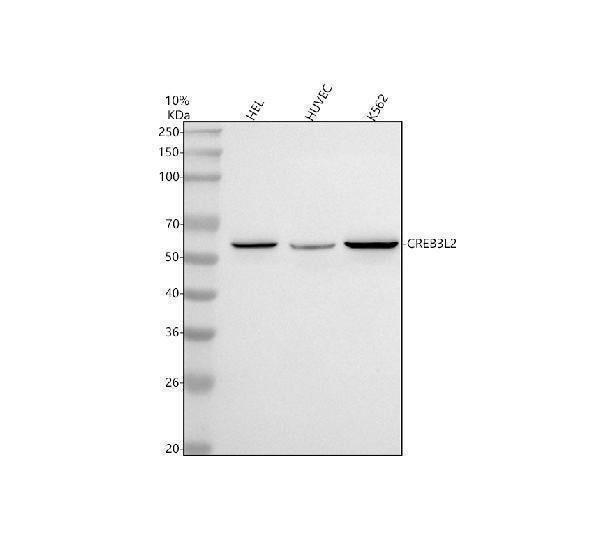 Anti-CREB3L2 Antibody Picoband® Boster Bio