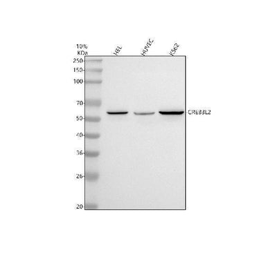 Anti-CREB3L2 Antibody Picoband® Boster Bio