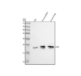 Anti-CD42a/GP9 Antibody Picoband® Boster Bio