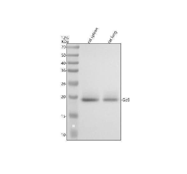 Anti-CD42a/GP9 Antibody Picoband® Boster Bio