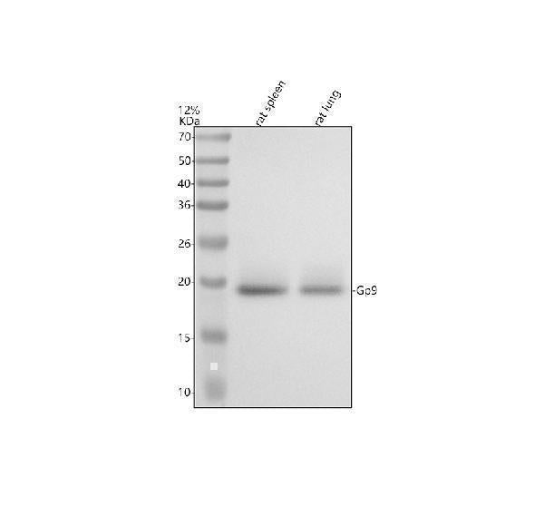 Anti-CD42a/GP9 Antibody Picoband® Boster Bio