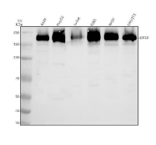 Anti-DNAJB4 Antibody Picoband® Boster Bio