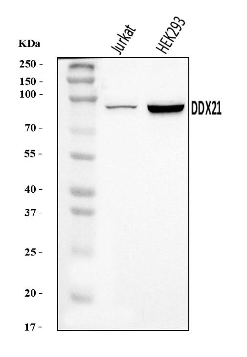 Anti-DDX21 Antibody Picoband® Boster Bio