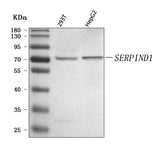 Anti-SERPIND1 Antibody Picoband® Boster Bio