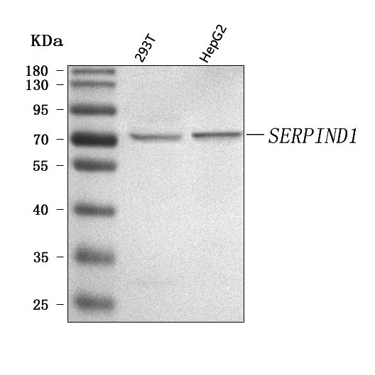 Anti-SERPIND1 Antibody Picoband® Boster Bio
