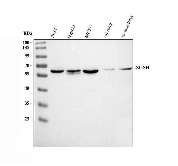 Anti-HSS/SGSH Antibody Picoband® Boster Bio