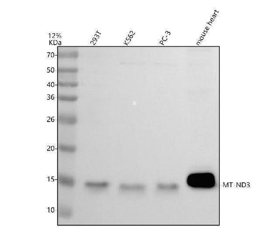 Anti-ND3/MT-ND3 Antibody Picoband® Boster Bio
