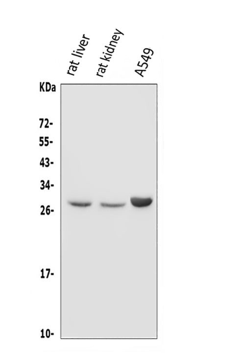 Anti-DIO1 Antibody Picoband® Boster Bio
