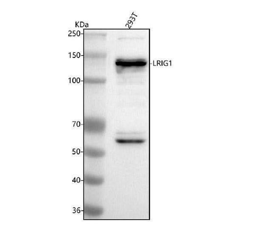 Anti-LRIG1 Antibody Picoband® Boster Bio