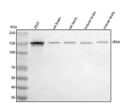 Anti-IRS4 Antibody Picoband® Boster Bio