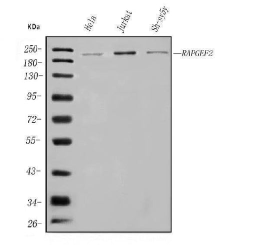 Anti-RAPGEF2 Antibody Picoband® Boster Bio