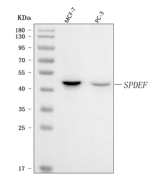 Anti-PSE/SPDEF Antibody Picoband® Boster Bio