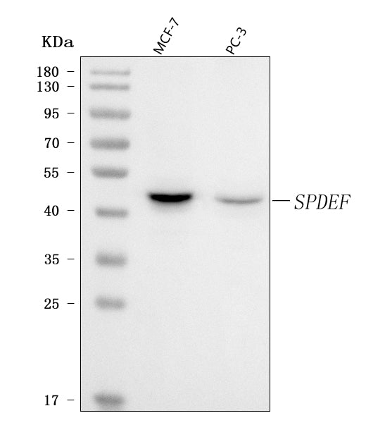 Anti-PSE/SPDEF Antibody Picoband® Boster Bio