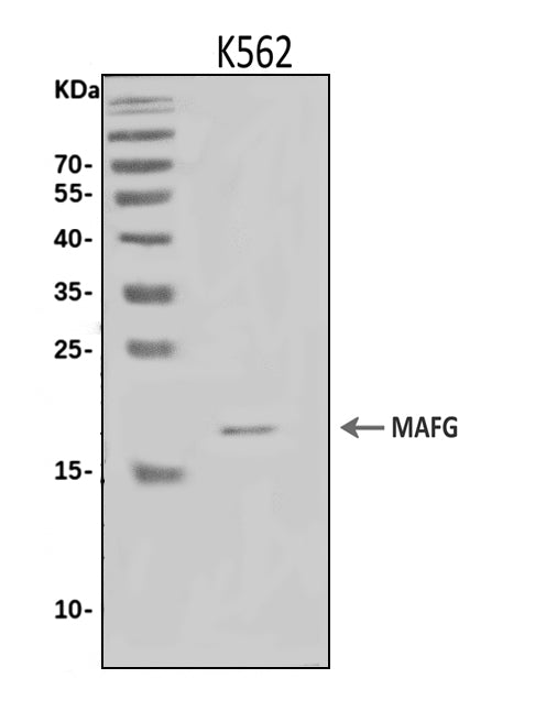 Anti-MAFG Antibody Picoband® Boster Bio