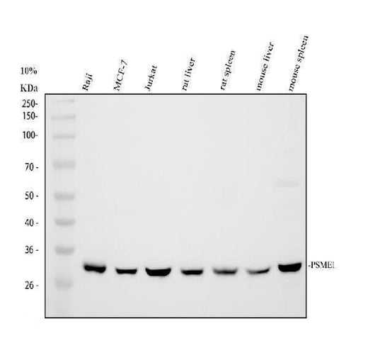 Anti-PSME1 Antibody Picoband® Boster Bio