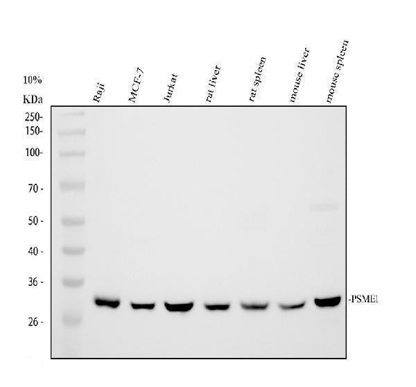 Anti-PSME1 Antibody Picoband® Boster Bio