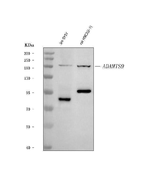 Anti-ADAMTS9 Antibody Picoband® Boster Bio