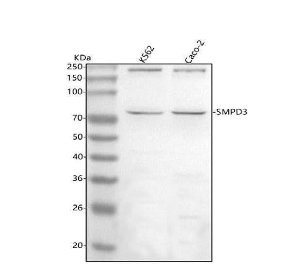 Anti-SMPD3 Antibody Picoband® Boster Bio