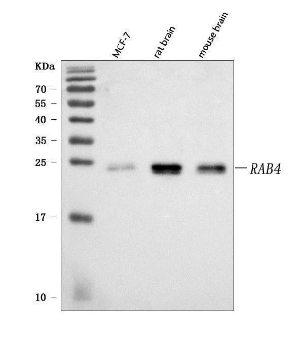 Anti-Rab4/RAB4A Antibody Picoband® Boster Bio