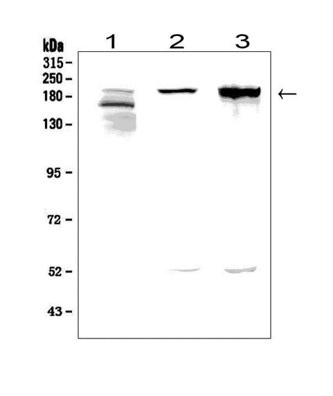 Anti-Agrin/AGRN Picoband® Antibody Boster Bio
