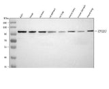 Anti-EPHB3 Antibody Picoband® Boster Bio
