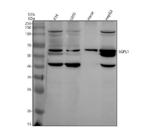 Anti-SGPL1 Antibody Picoband® Boster Bio