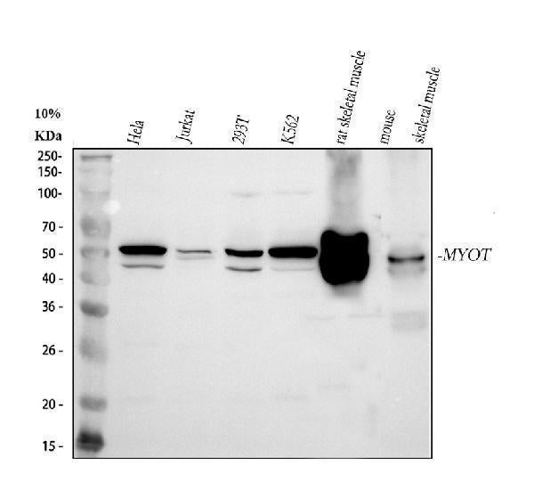 Anti-MYOT Antibody Picoband® Boster Bio