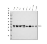 Anti-HNRNPA3 Antibody Picoband® Boster Bio
