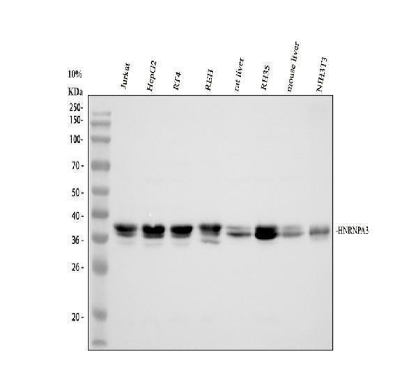 Anti-HNRNPA3 Antibody Picoband® Boster Bio
