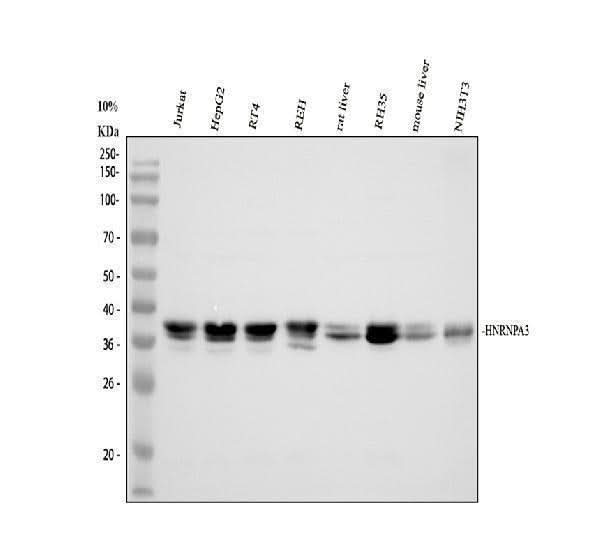 Anti-HNRNPA3 Antibody Picoband® Boster Bio