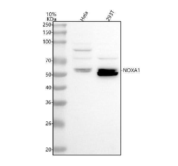 Anti-NOXA1 Antibody Picoband® Boster Bio