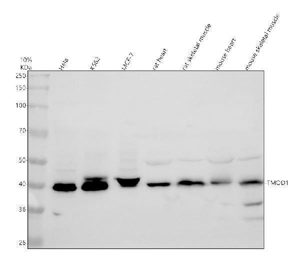 Anti-TMOD1 Antibody Picoband® Boster Bio