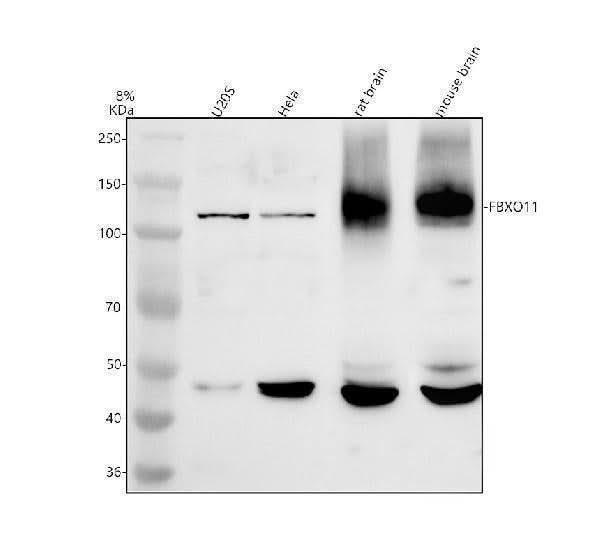 Anti-FBXO11 Antibody Picoband® Boster Bio
