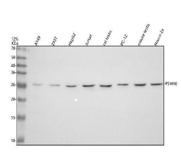 Anti-PSMA6 Antibody Picoband® Boster Bio