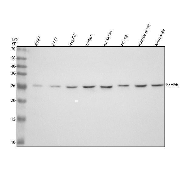 Anti-PSMA6 Antibody Picoband® Boster Bio