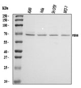 Anti-P2X4/P2RX4 Antibody Picoband® Boster Bio
