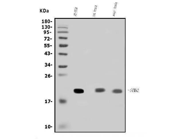 Anti-SCG10/STMN2 Antibody Picoband® Boster Bio