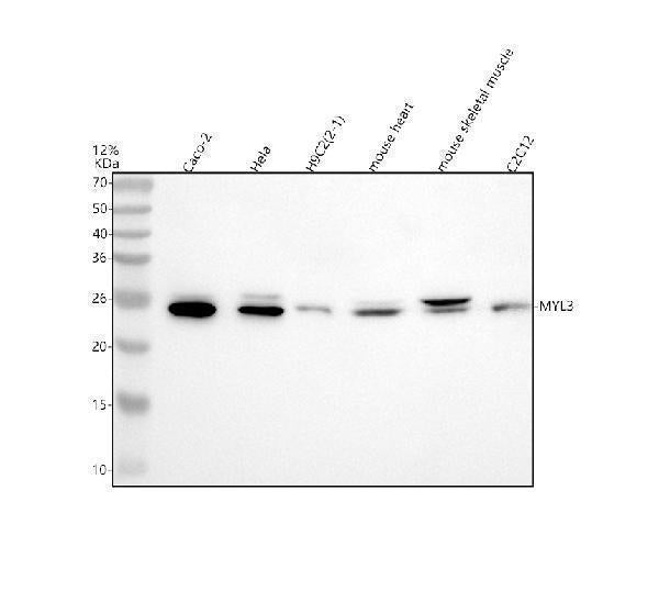 Anti-MYL3 Antibody Picoband® Boster Bio