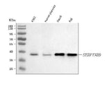 Anti-SERPINB9 Antibody Picoband® Boster Bio