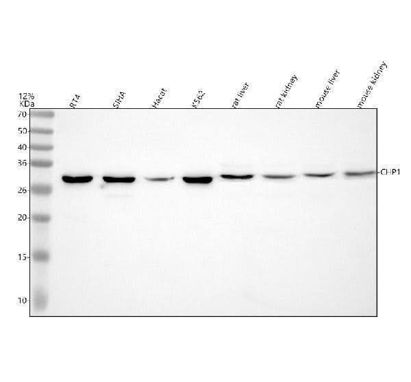 Anti-CHP1 Antibody Picoband® Boster Bio