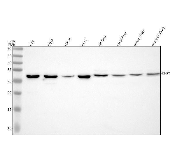Anti-CHP1 Antibody Picoband® Boster Bio