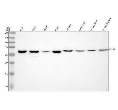 Anti-CHP1 Antibody Picoband® Boster Bio