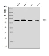Anti-DAI/ZBP1 Antibody Picoband® Boster Bio