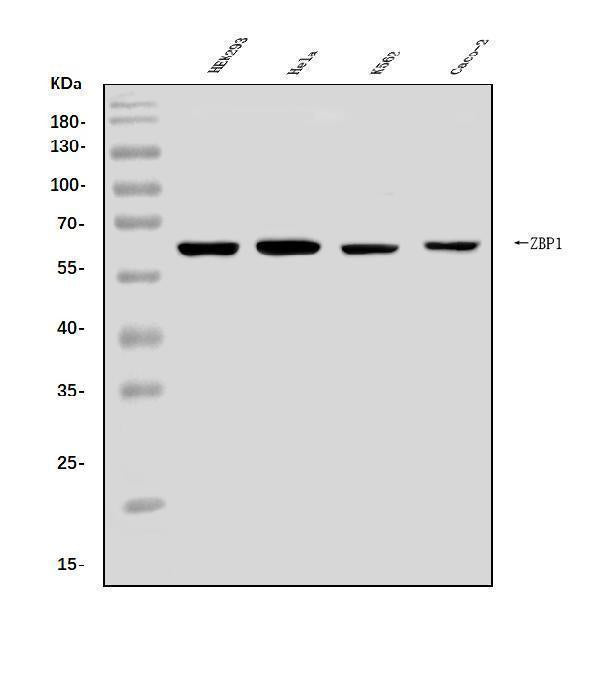 Anti-DAI/ZBP1 Antibody Picoband® Boster Bio