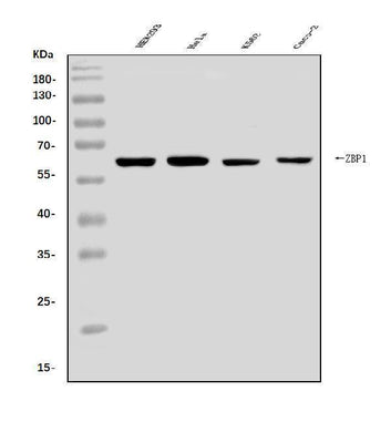Anti-DAI/ZBP1 Antibody Picoband® Boster Bio