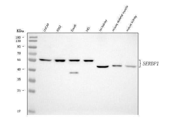 Anti-SERBP1 Antibody Picoband® Boster Bio